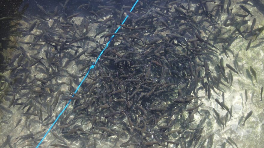 養殖と天然の魚について(ニュース紹介)