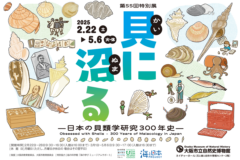 貝の魅力が盛りだくさん「貝に沼る」が開催されます。