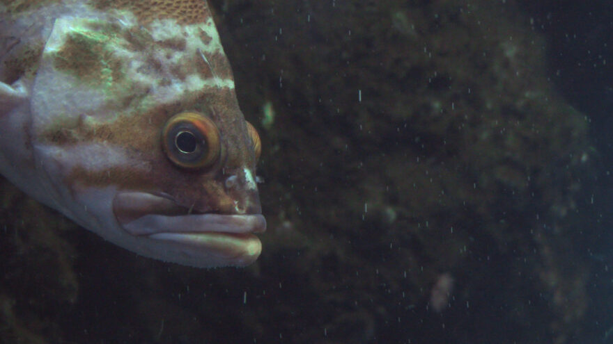 求愛に「おしっこ」と「鳴き声」を使う魚！？