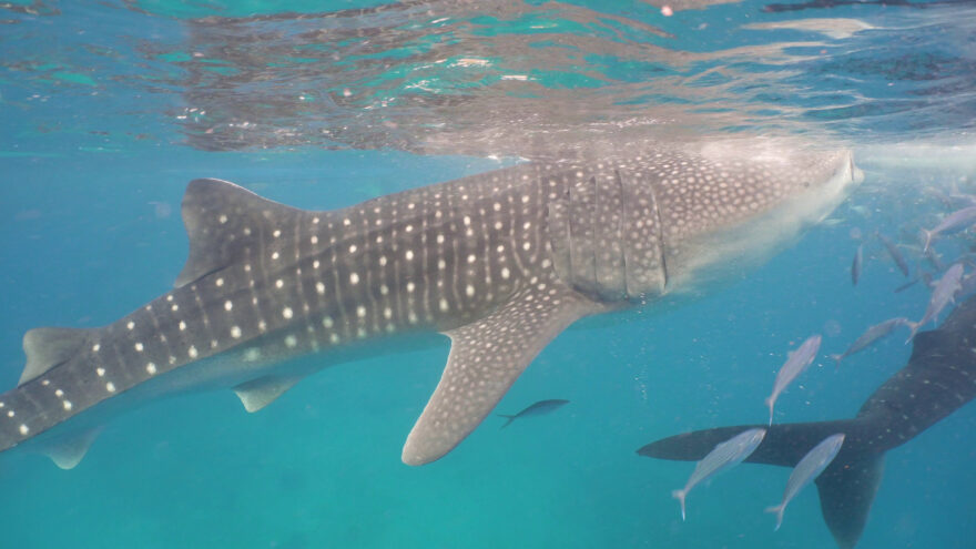 海遊館のジンベエザメ「海(かい)くん」と「遊(ゆう)ちゃん」の身体測定をしたみたい。