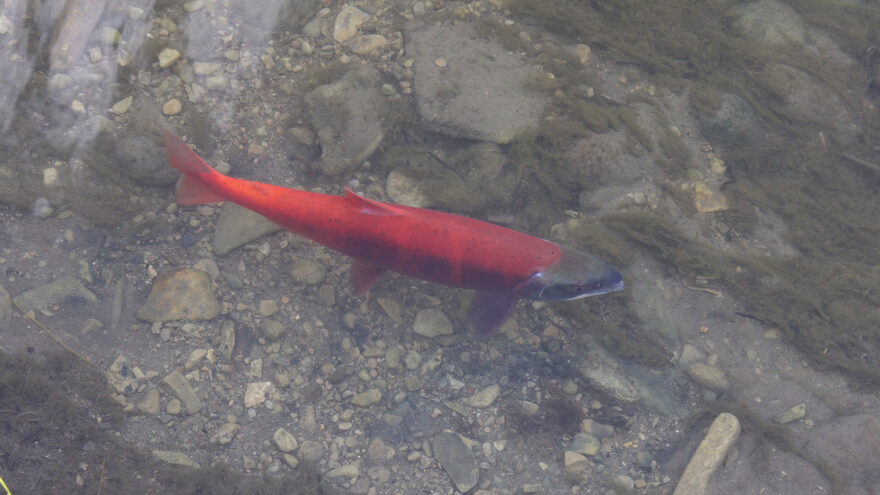 ガスでサーモンの養殖！？