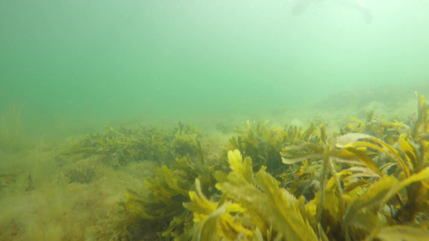 和歌山県の中学生が藻場作り