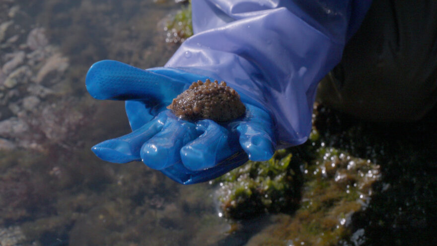 冬の大阪湾でウミウシの観察