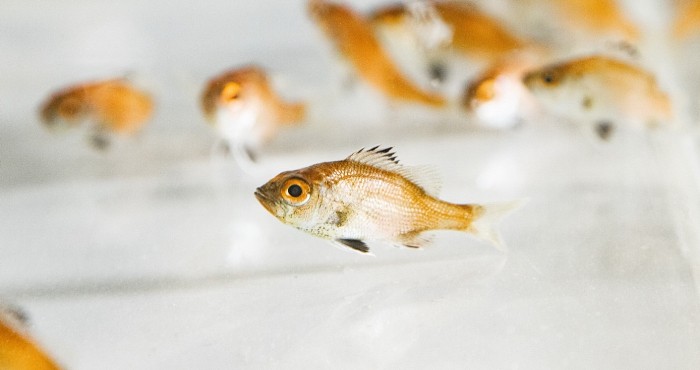 近畿大学がノドグロの完全養殖に成功したようです