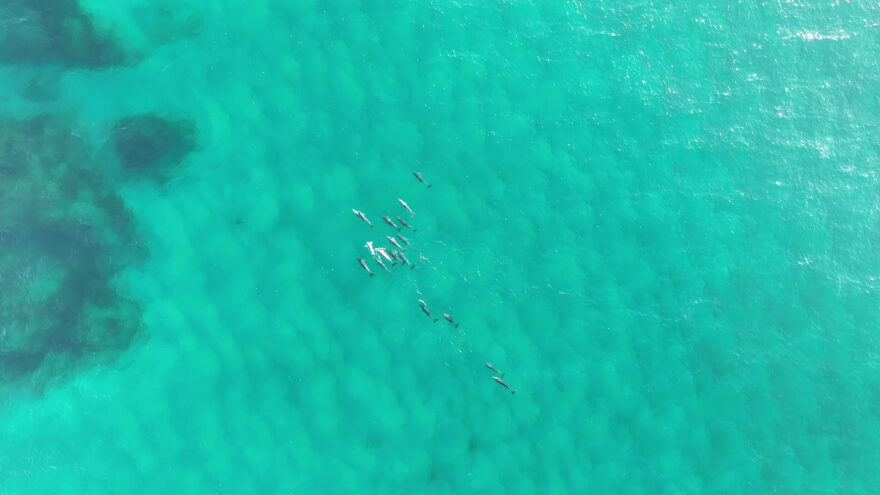 【ニュース紹介】大阪湾に訪れるイルカ