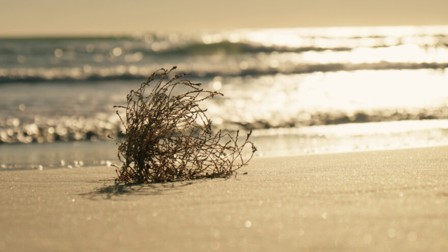 泉南市が漂着アオサをアップサイクル研究